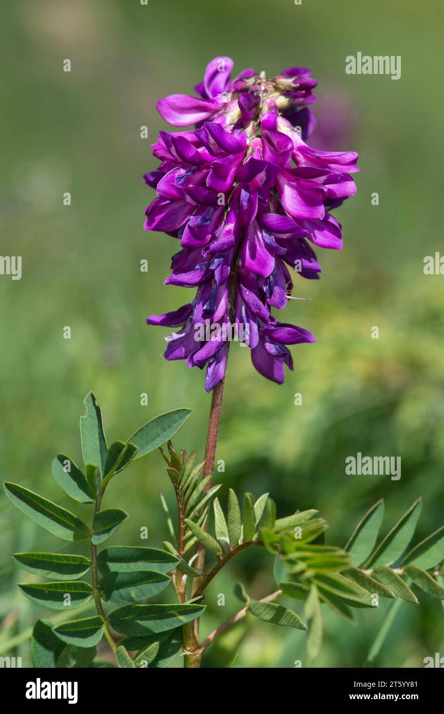 Alpine sweet clover (Hedysarum hedysaroides), Valais, Switzerland Stock Photo