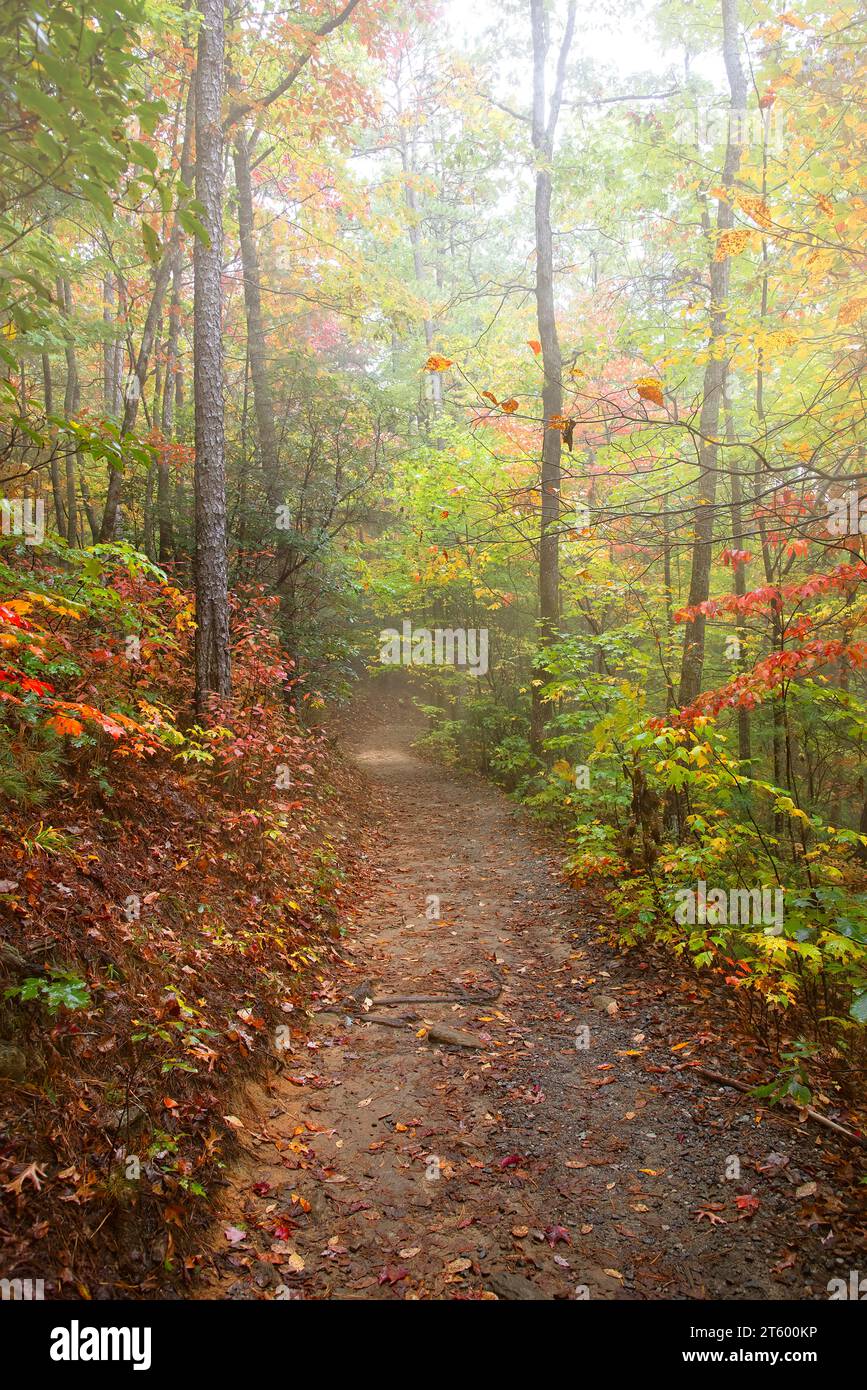 Sun rays shining through Autumn forest, Pisgah National Park, Western