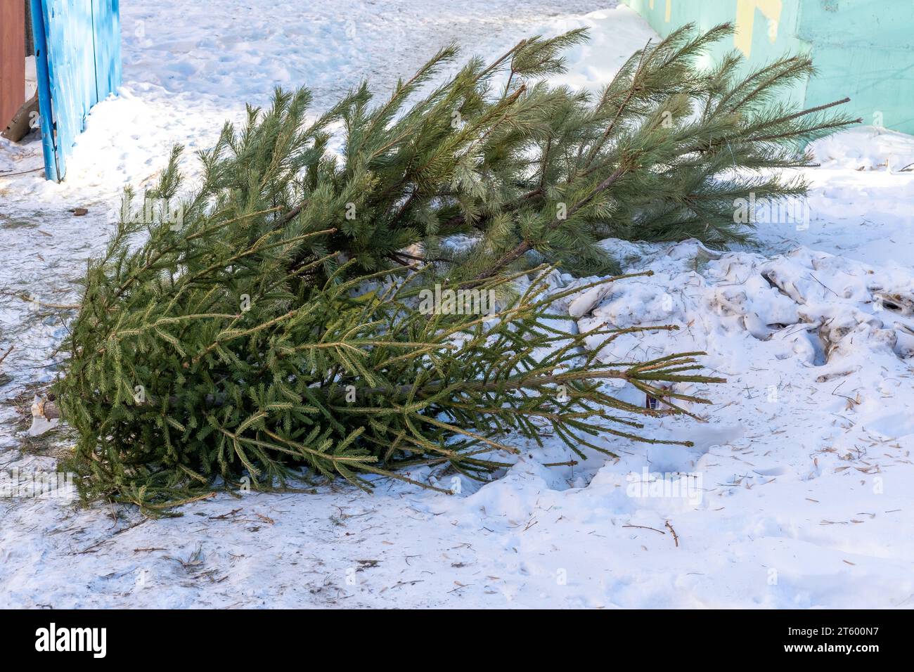 Christmas trees thrown into the trash after the end of the holiday