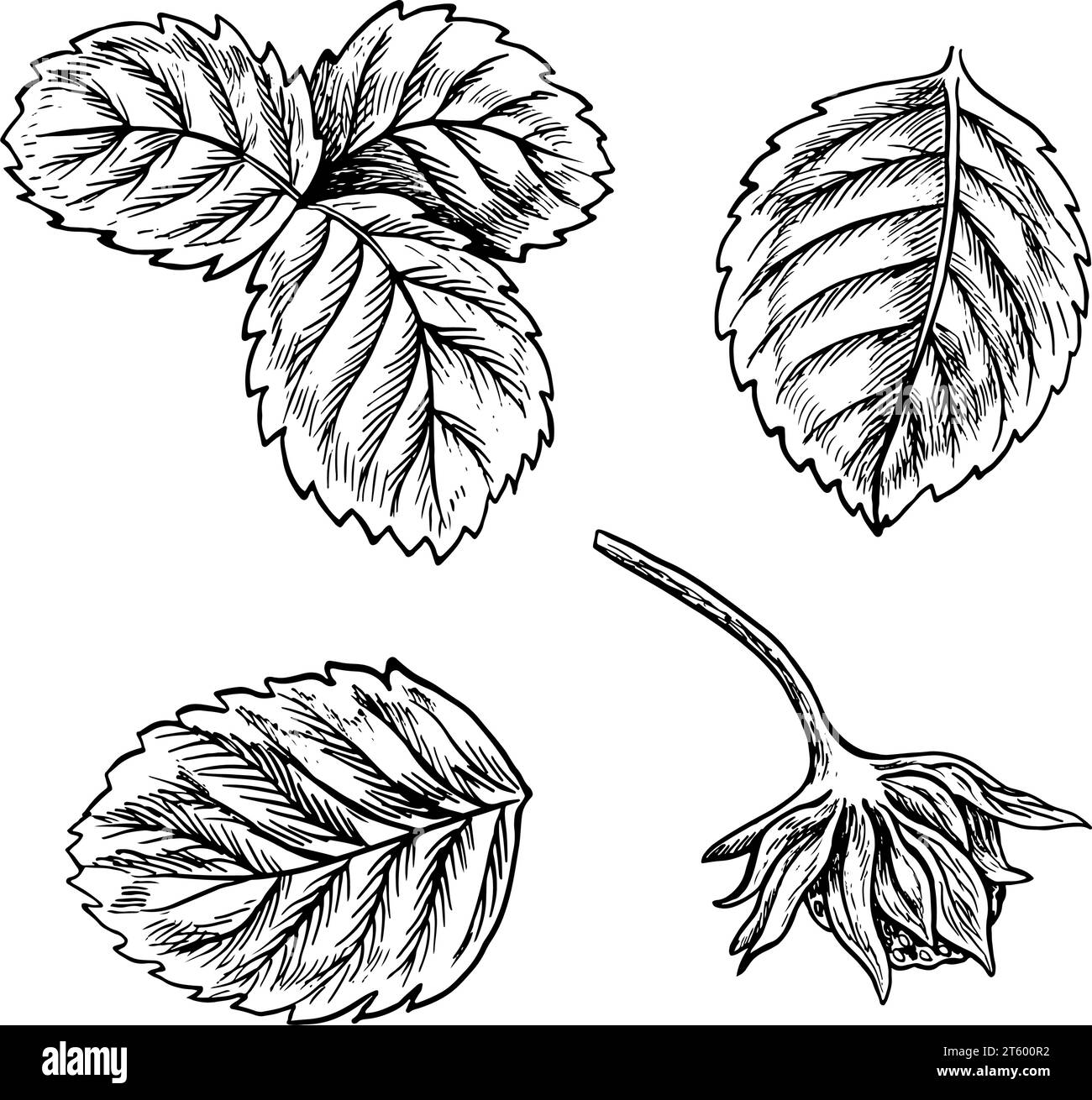 Set of strawberry leaves, hand drawn black and white graphic vector