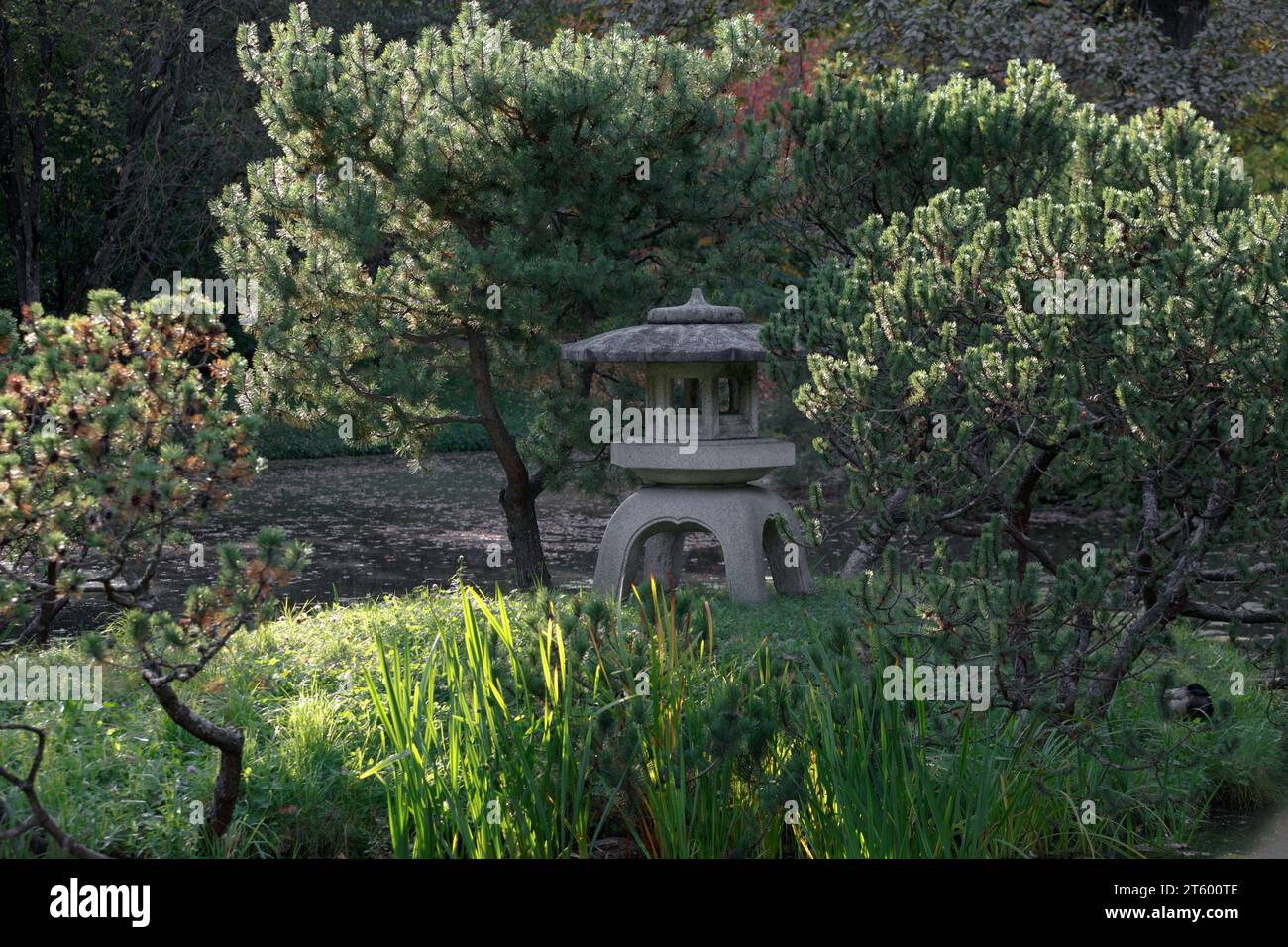 Japanese traditional stone lantern and growing pine tree. An autumn sunny day in a Japanese garden. Main Botanical Garden of the Russian Academy of Sc Stock Photo