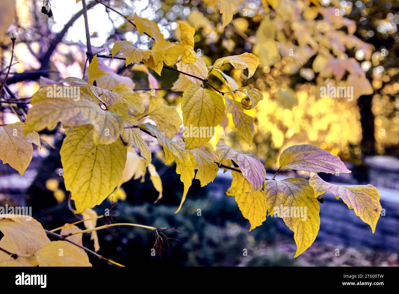 Image of a twig with yellow leaves against the background of a park Stock Photo