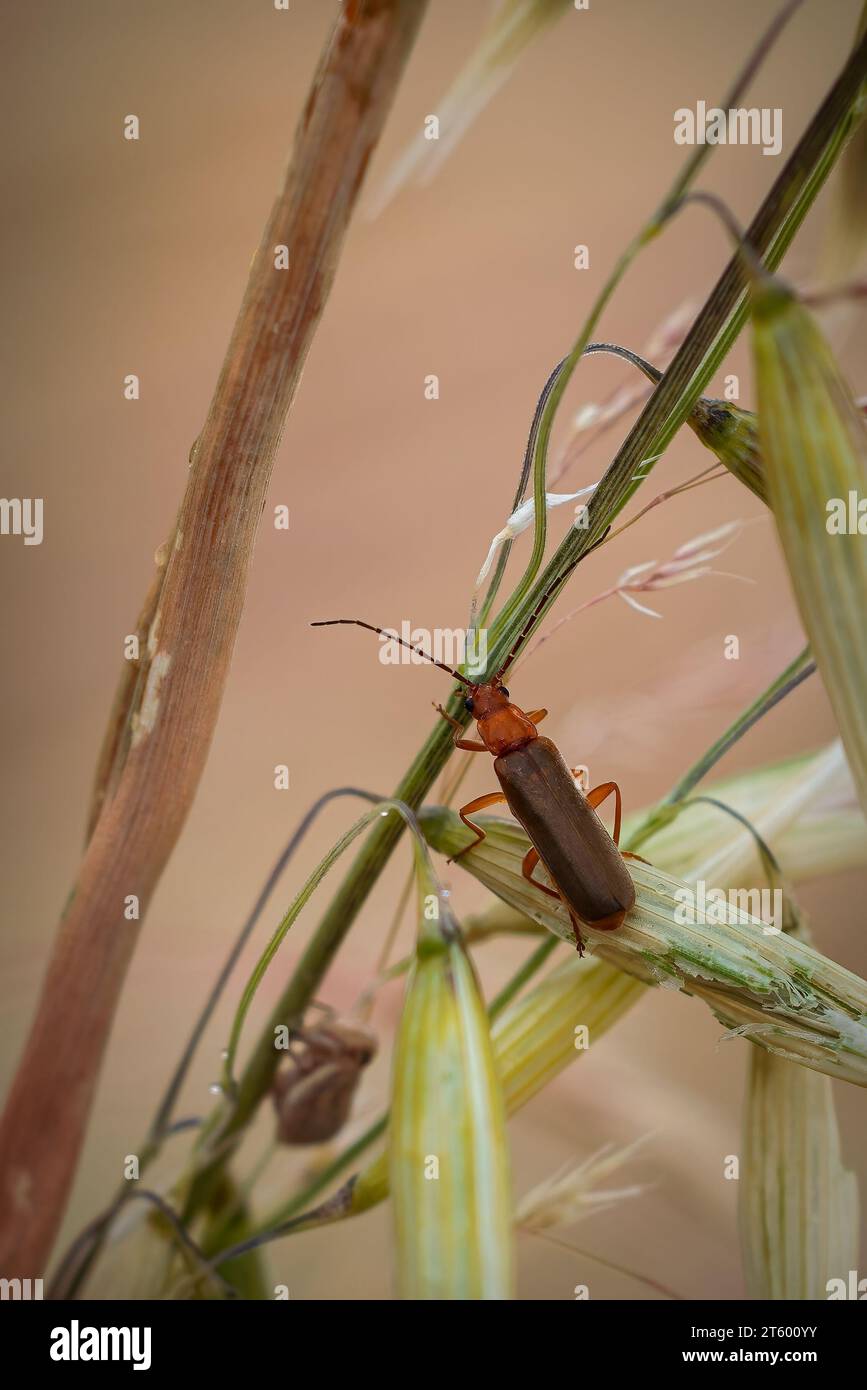 A small Podabrus pruinosus insect perched atop a bed of lush green grass, illuminated by yellow stalks of wheat-like plants Stock Photo