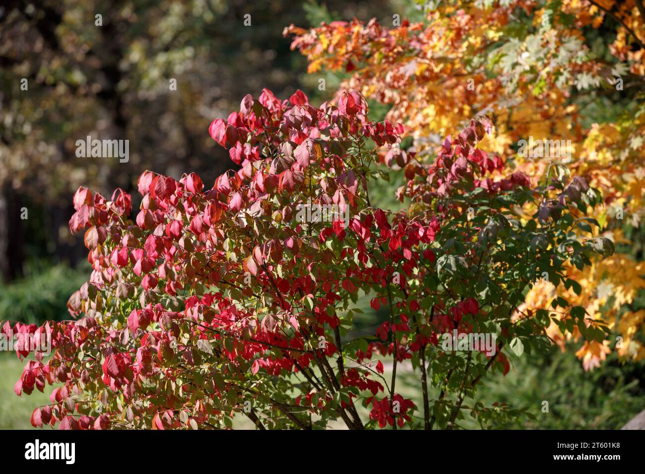 Multicolored foliage of autumn trees and shrubs. Sunny autumn day in nature. Climate and seasons of the year Stock Photo