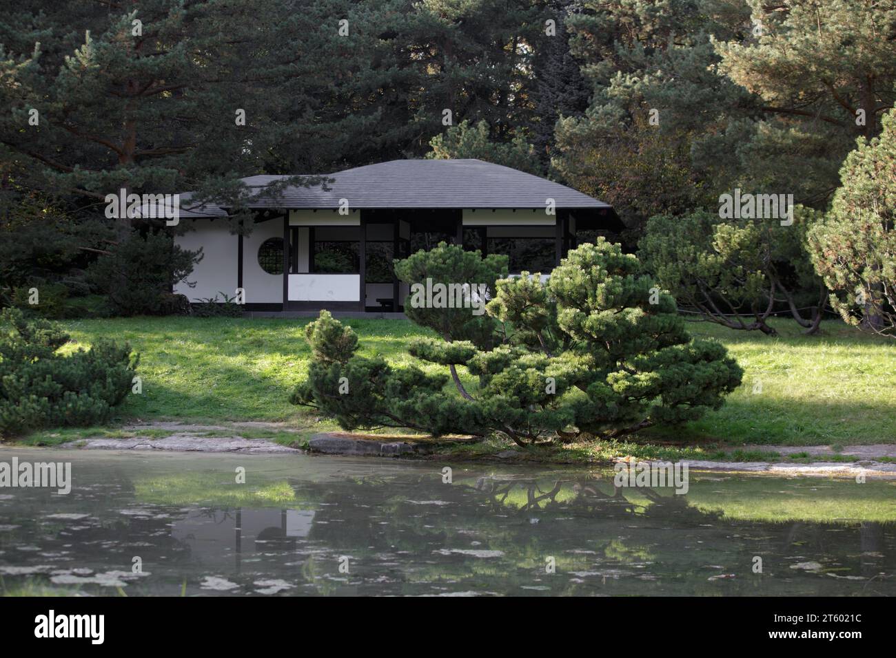 Japanese traditional tea house and growing pine tree in front of a pond. An autumn sunny day in a Japanese garden. Main Botanical Garden of the Russia Stock Photo