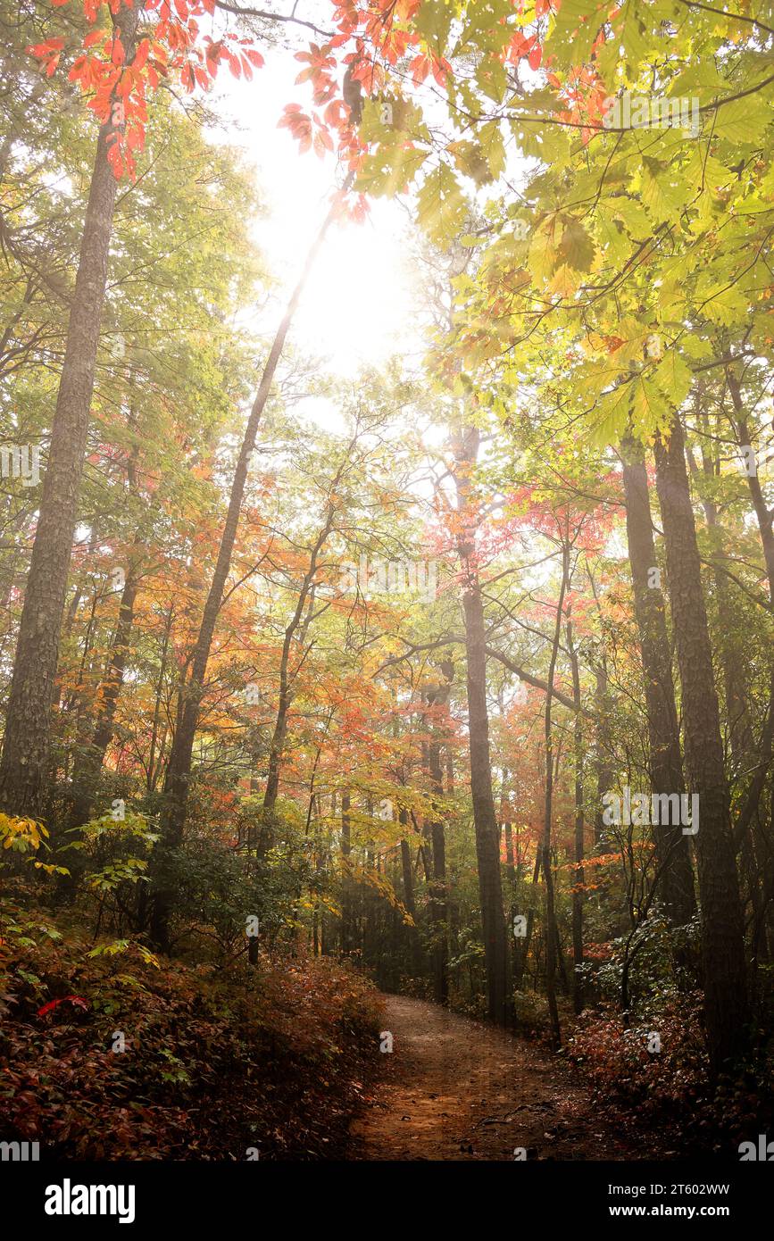 Sun rays shining through Autumn forest, Pisgah National Park, Western