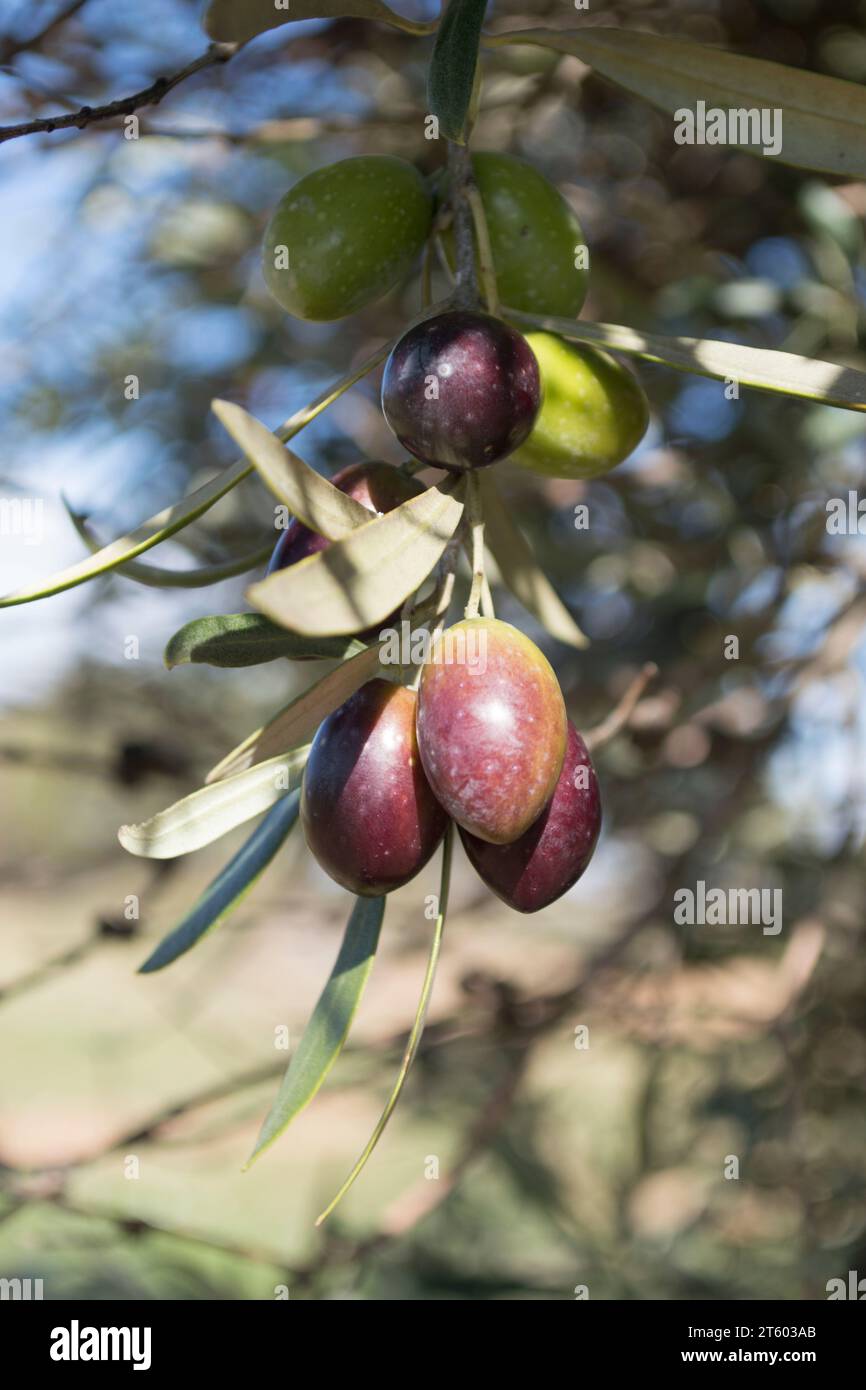 Aceitunas picual fuente de aceite de oliva virgen extra Stock Photo