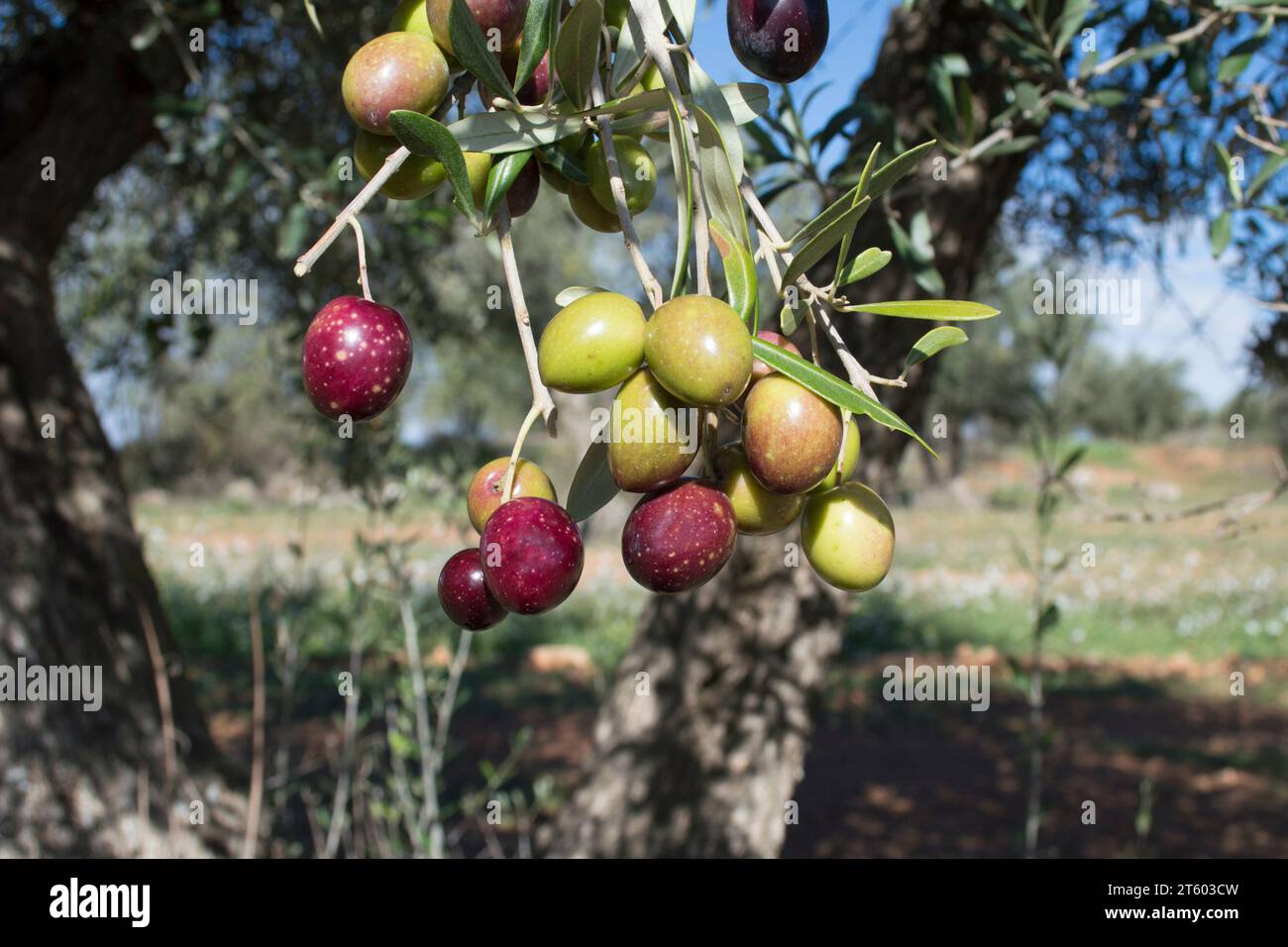 Aceitunas picual fuente de aceite de oliva virgen extra Stock Photo