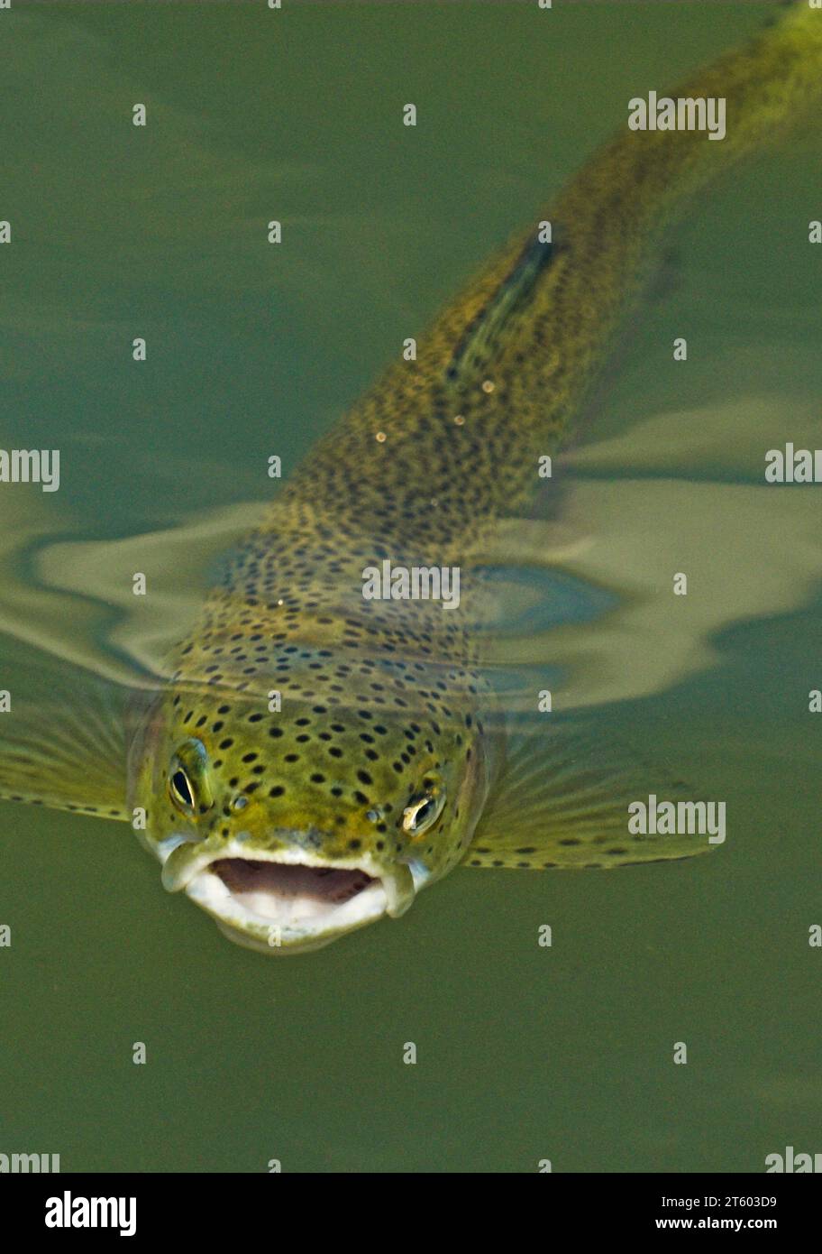 Rainbow trout on the surface. Mouth open. Oncorhynchus mykiss Stock