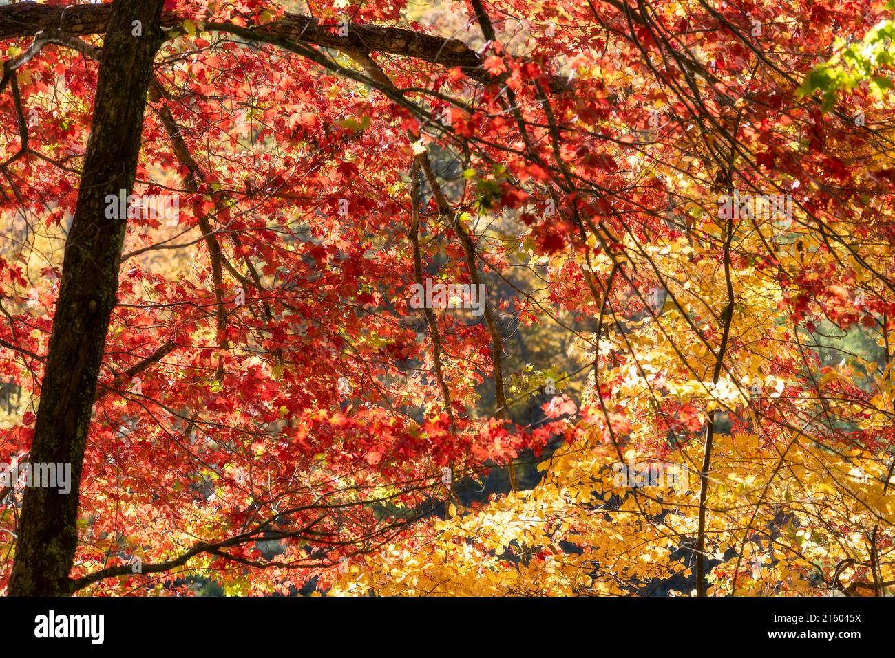 Vibrant reds and golden warm yellows on a tree at the Peak of Autumn in Western North Carolina Stock Photo