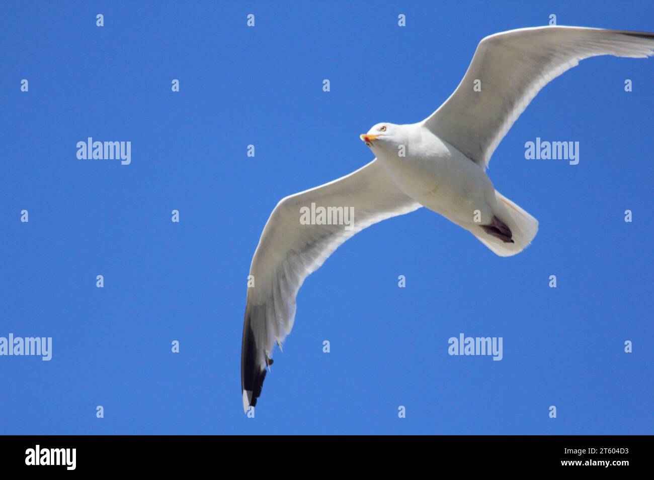 Close-up of a flying gull, with blue sky in the background Stock Photo