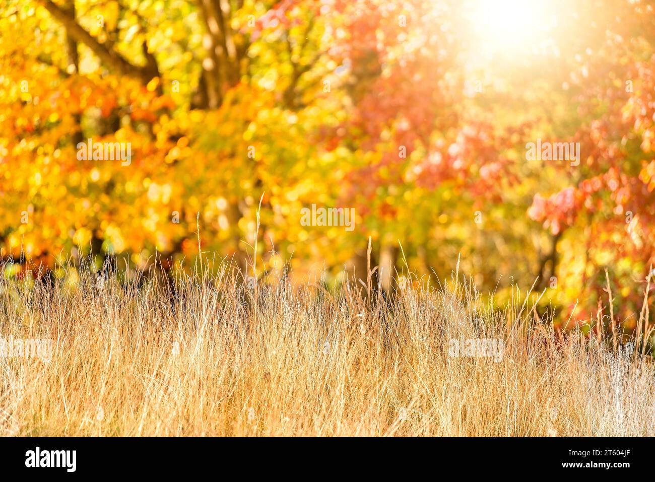 Warm golden Autumn colors in a meadow of wheat and vibrant trees. Stock Photo