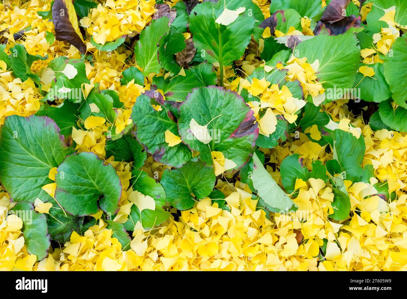 Autumn, Bergenia crassifolia, fallen, Yellow, leaves, Ginkgo biloba, On, ground, covered, Garden Ginkgo leaves Stock Photo
