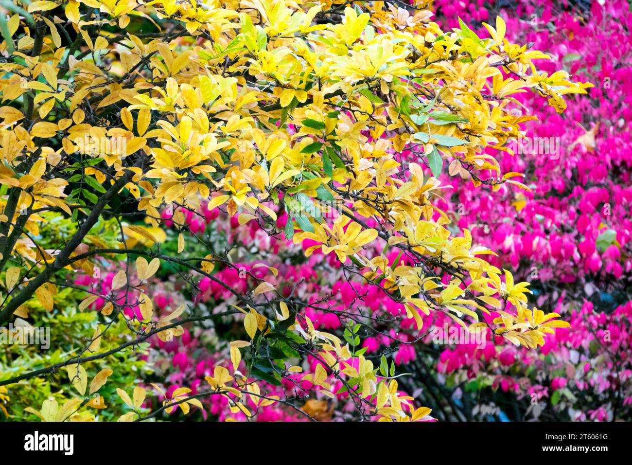 Colourful Foliage of Magnolia, Winged spindle, Euonymus alatus, Autumn, Garden, Shrub, Yellow, Pink shrubs, Purple, plants, autumnal, leaves, Season Stock Photo