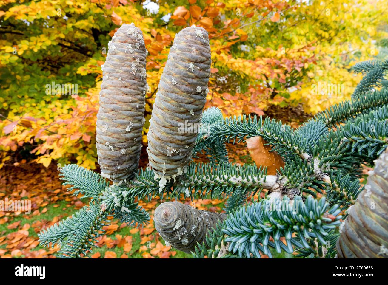 Spanish Fir, cones, Abies pinsapo, Autumn, Foliage, Colourful Abies pinsapo Fastigiata Stock Photo