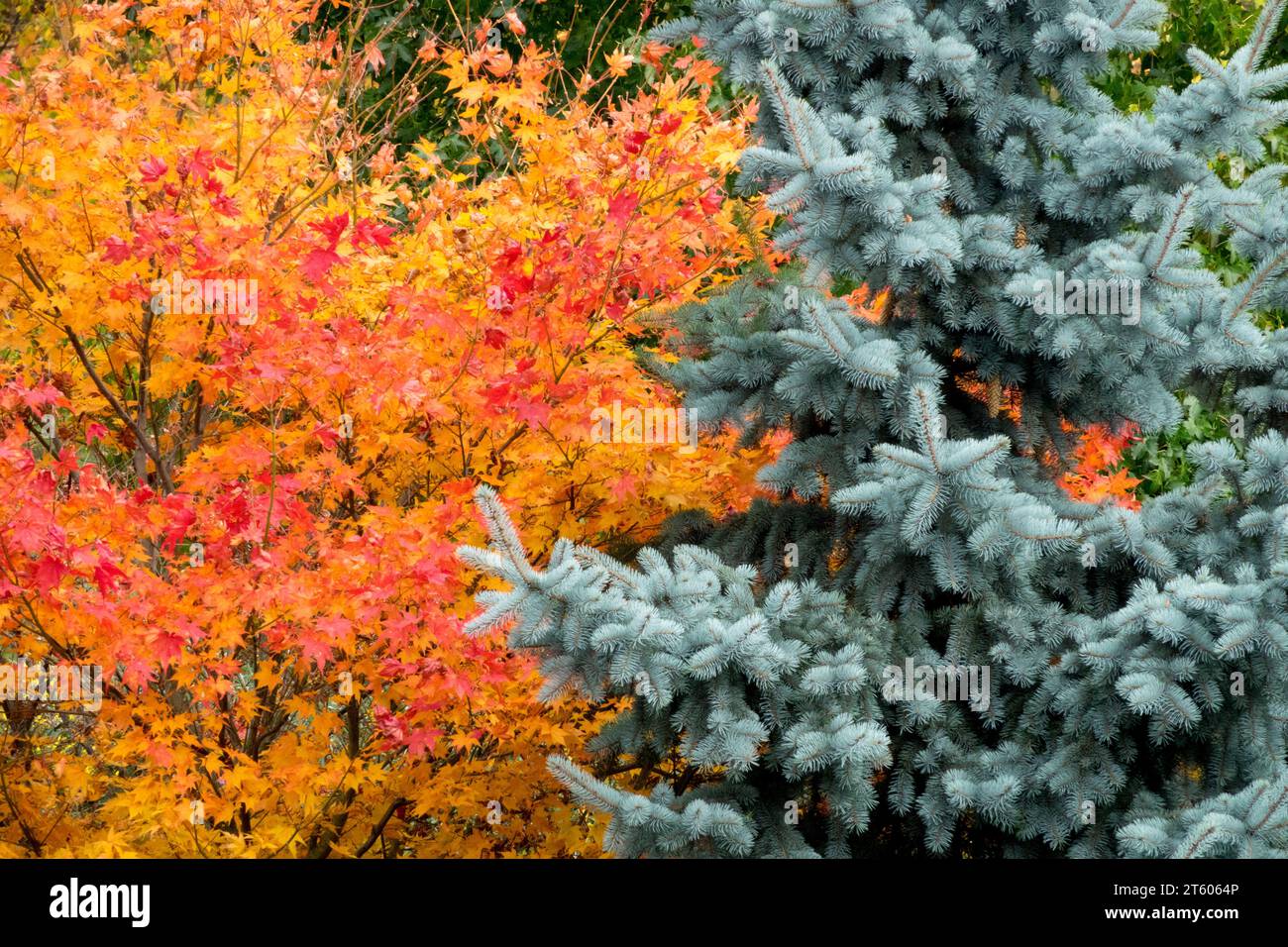 November, Spruce, Silver, Picea pungens, Blue Spruce, Orange, Maple, Acer palmatum, Colourful, Garden Autumn, colors Stock Photo
