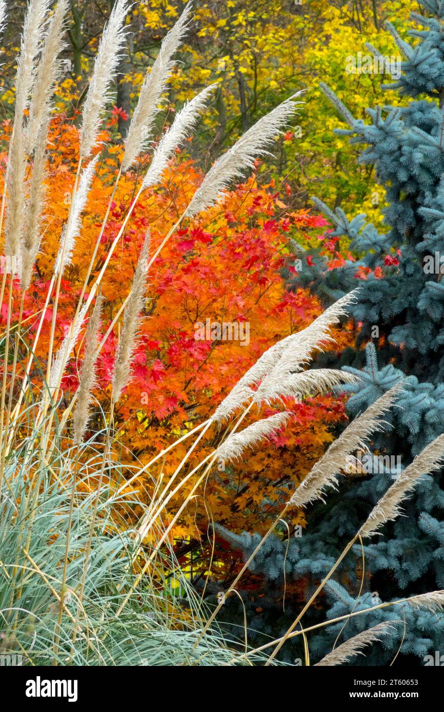 Colorful, Season, Cortaderia, Silver Spruce, Acer palmatum, moody autumnal, weather, Garden Stock Photo