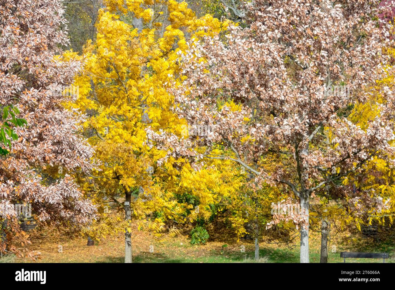 Fall, Pecan tree, Carya illinoinensis between two Swamp White Oak, Trees, Quercus bicolor, Autumn Stock Photo