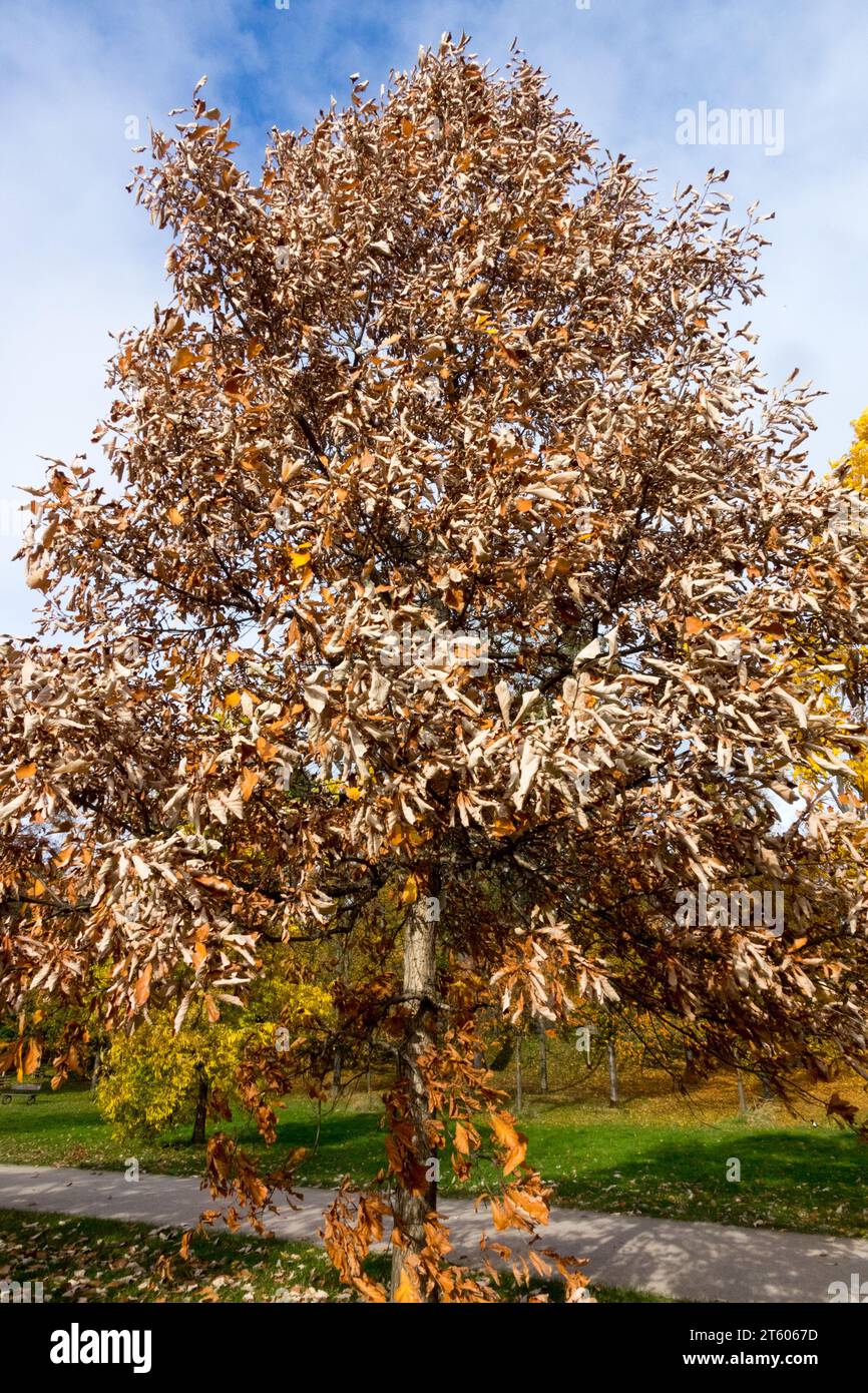Swamp White Oak, Tree, Quercus bicolor, Autumn Stock Photo