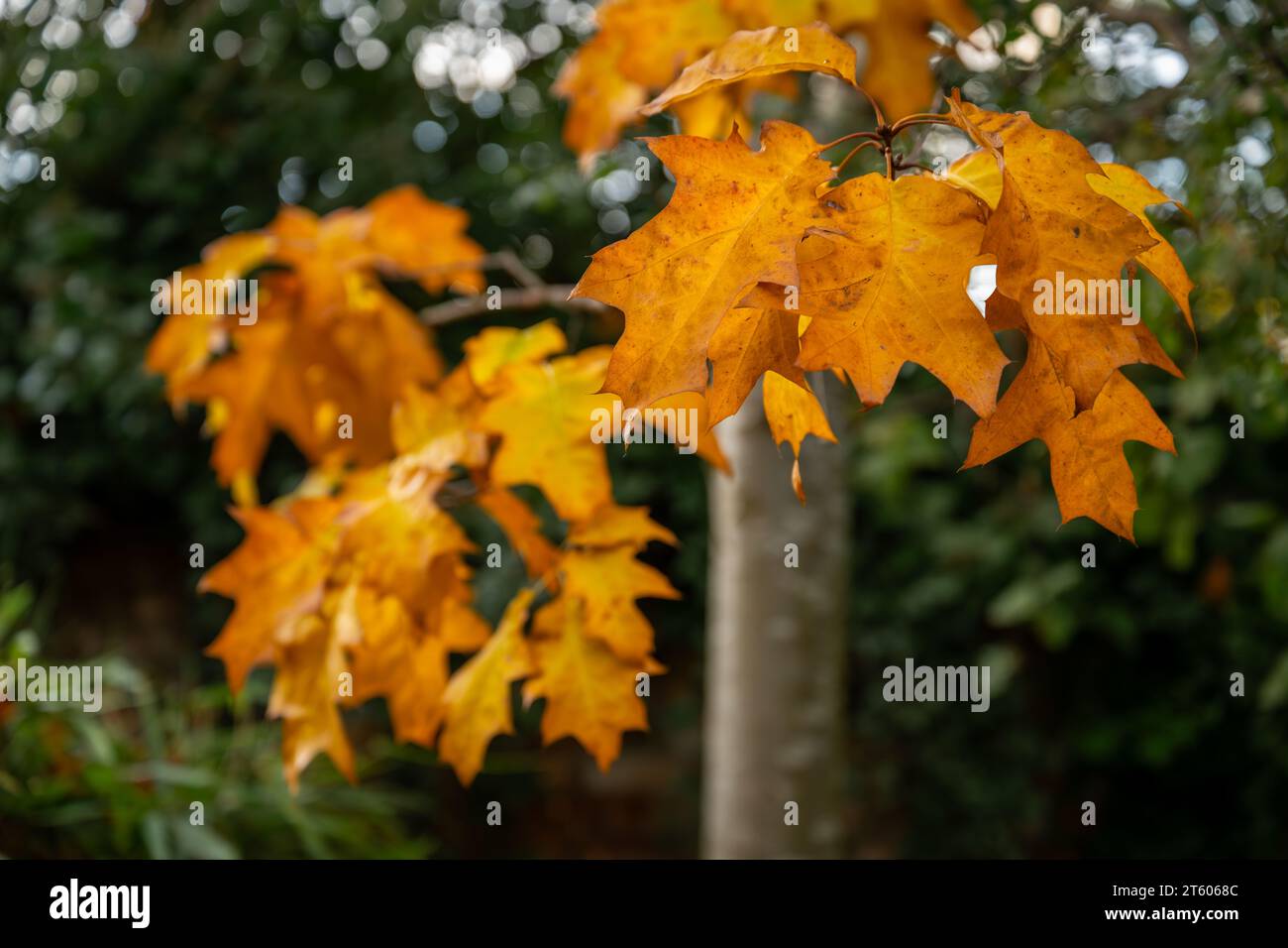Orange leaves on fall tree hi-res stock photography and images - Alamy
