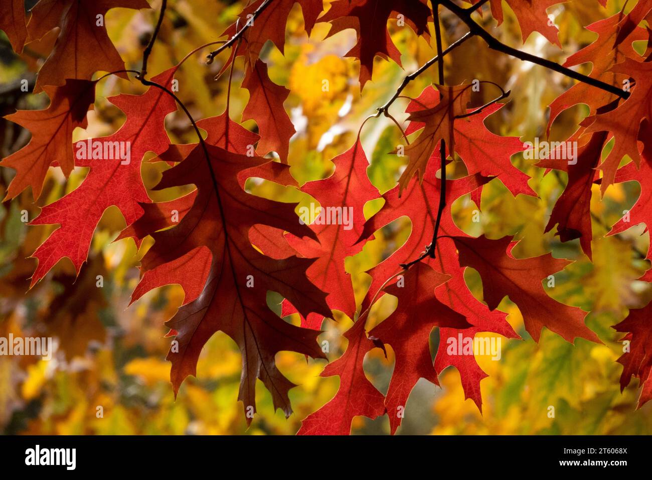 Autumn, leaves, Pin Oak, Quercus palustris, Swamp Oak Stock Photo