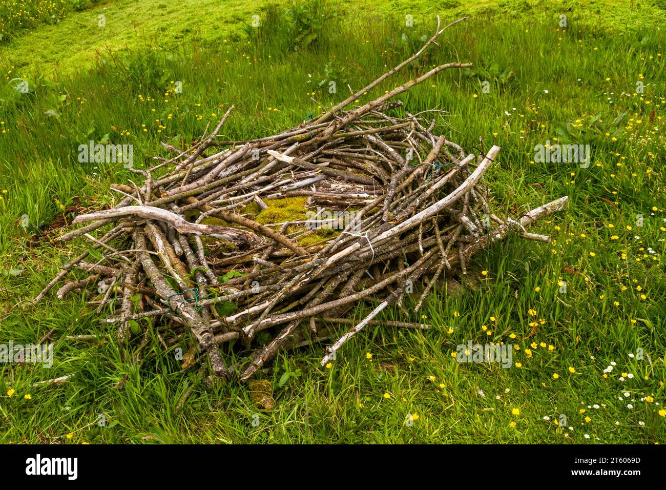 Large Osprey Nest, on ground, unoccupied. Stock Photo