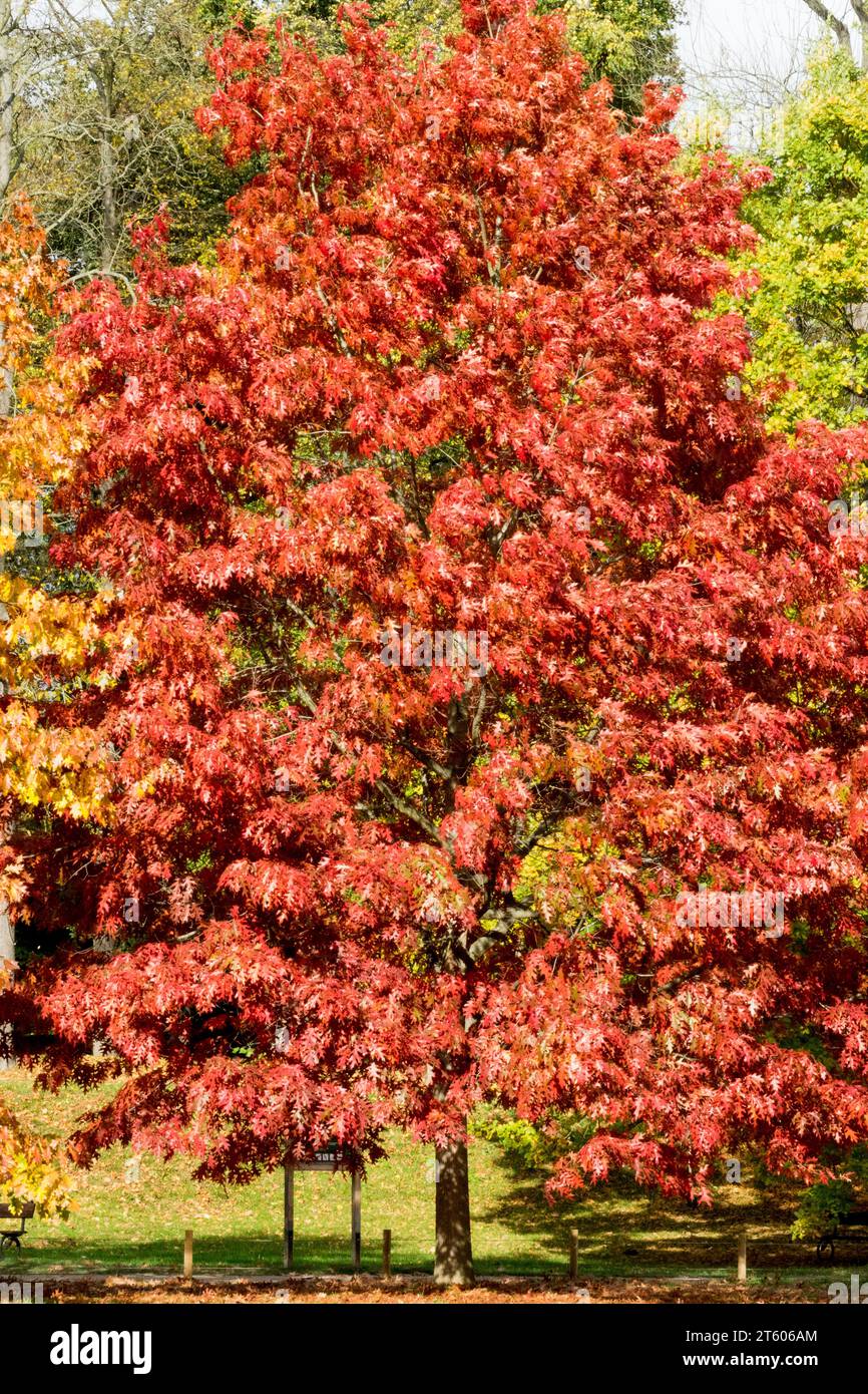 Season, Oak, Tree, Quercus, Autumnal, Colour, Autumn, Scarlet Oak Quercus coccinea Stock Photo