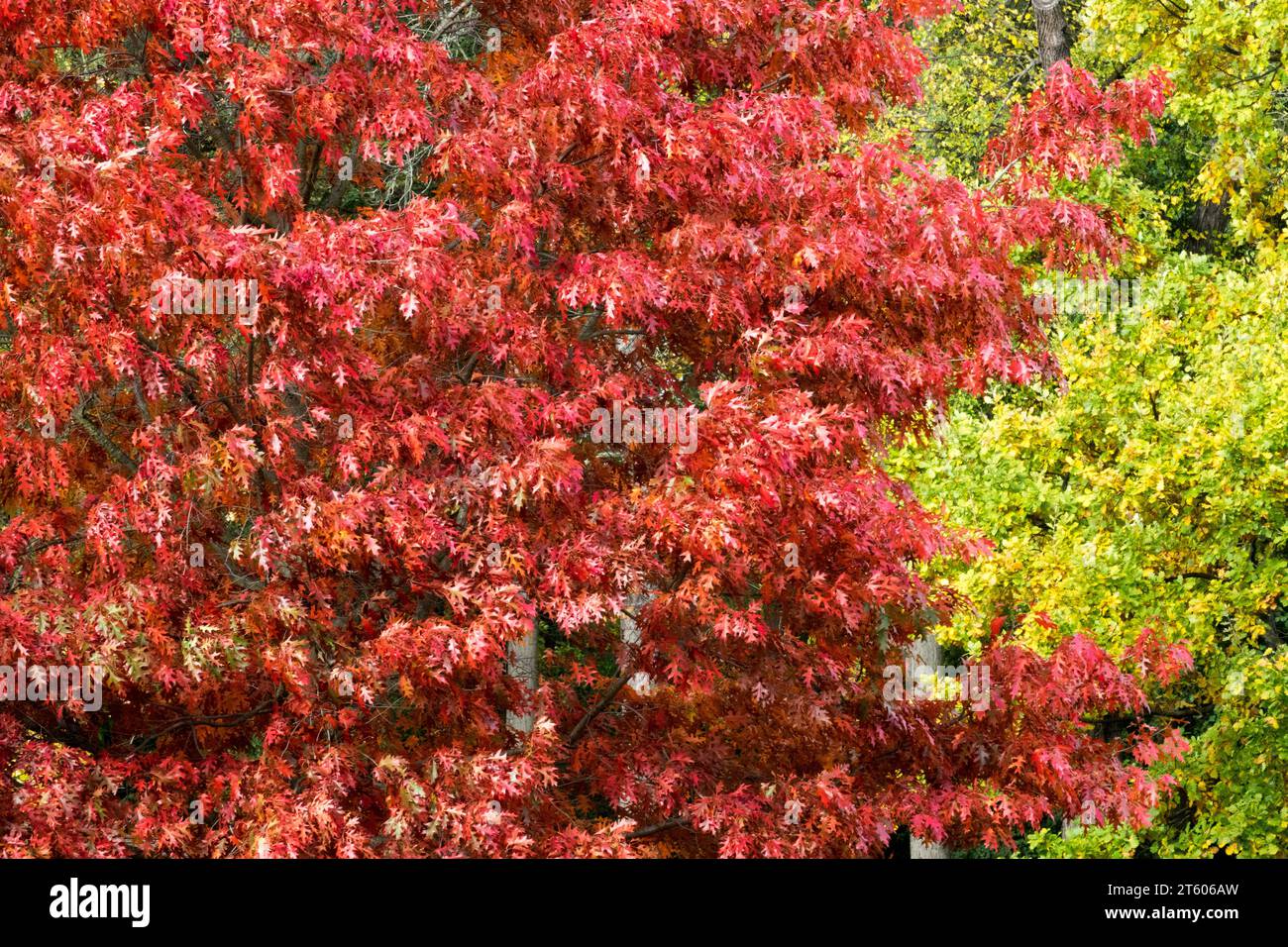 Scarlet Oak Tree Quercus coccinea Foliage Stock Photo