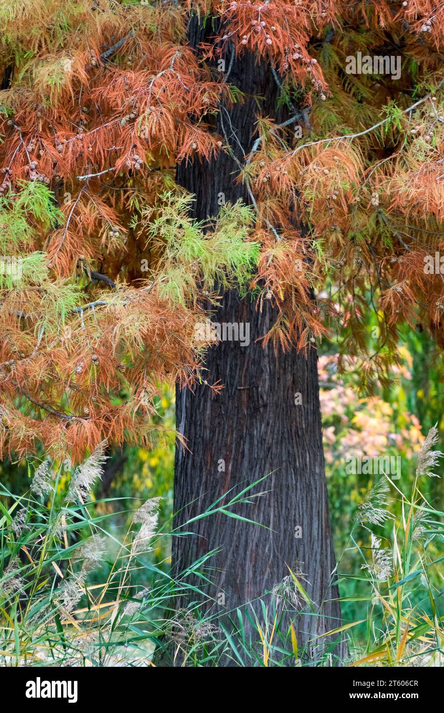 Autumn, Bald Cypress, Trunk, Taxodium distichum, Foliage Stock Photo