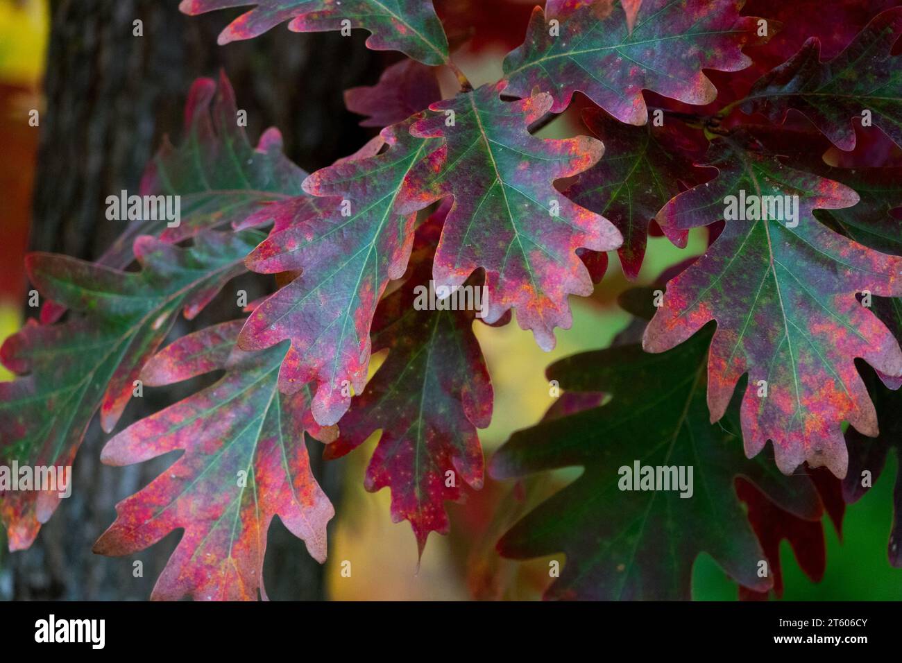 Green, Red, leaves, White Oak, Quercus alba, Autumn, Foliage Stock Photo