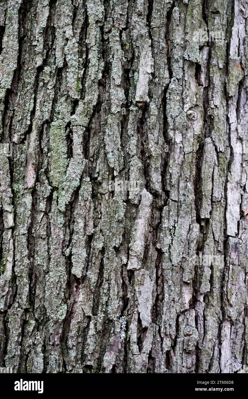 White Oak Bark Quercus Tree bark Oak Trunk Quercus alba Texture White Oak Bark Quercus Tree bark Oak Trunk Quercus alba Texture