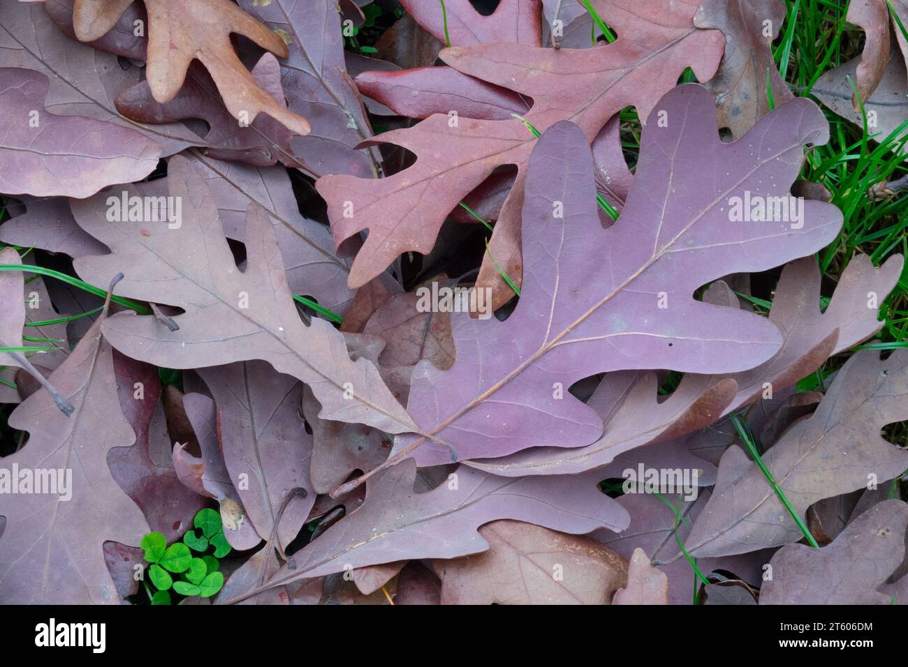 White Oak, Quercus alba, leaves on ground Stock Photo