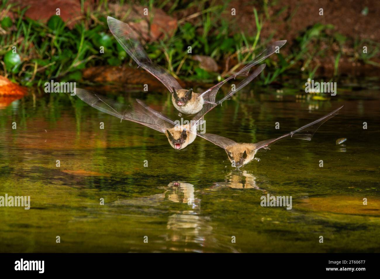 Three bats at night diving to pond to get a drink of water. Stock Photo