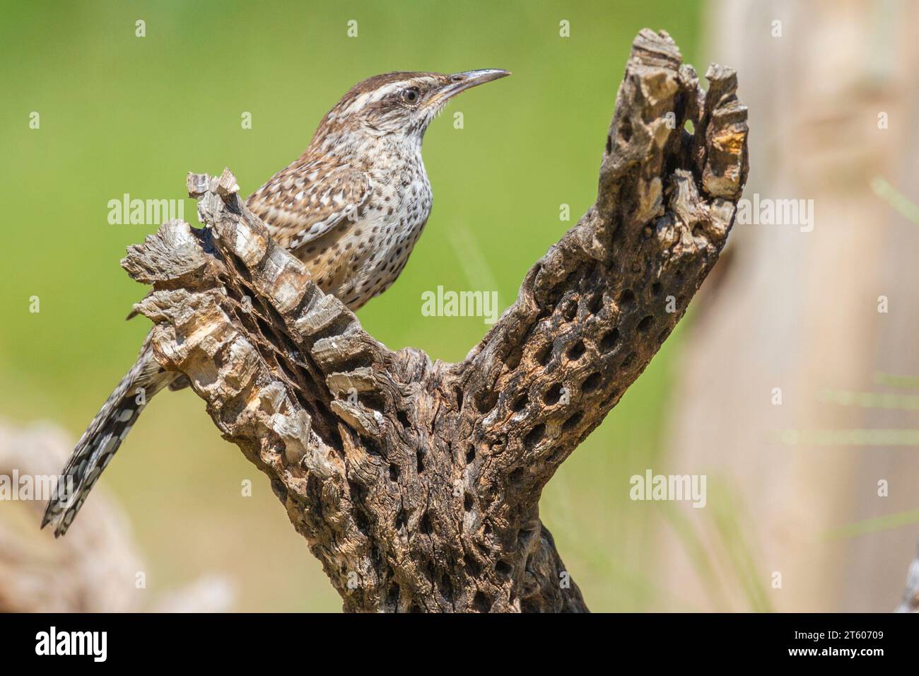 Cactus Wren, Campylorhynchus brunneicapillus, in Arizona desert. Stock Photo