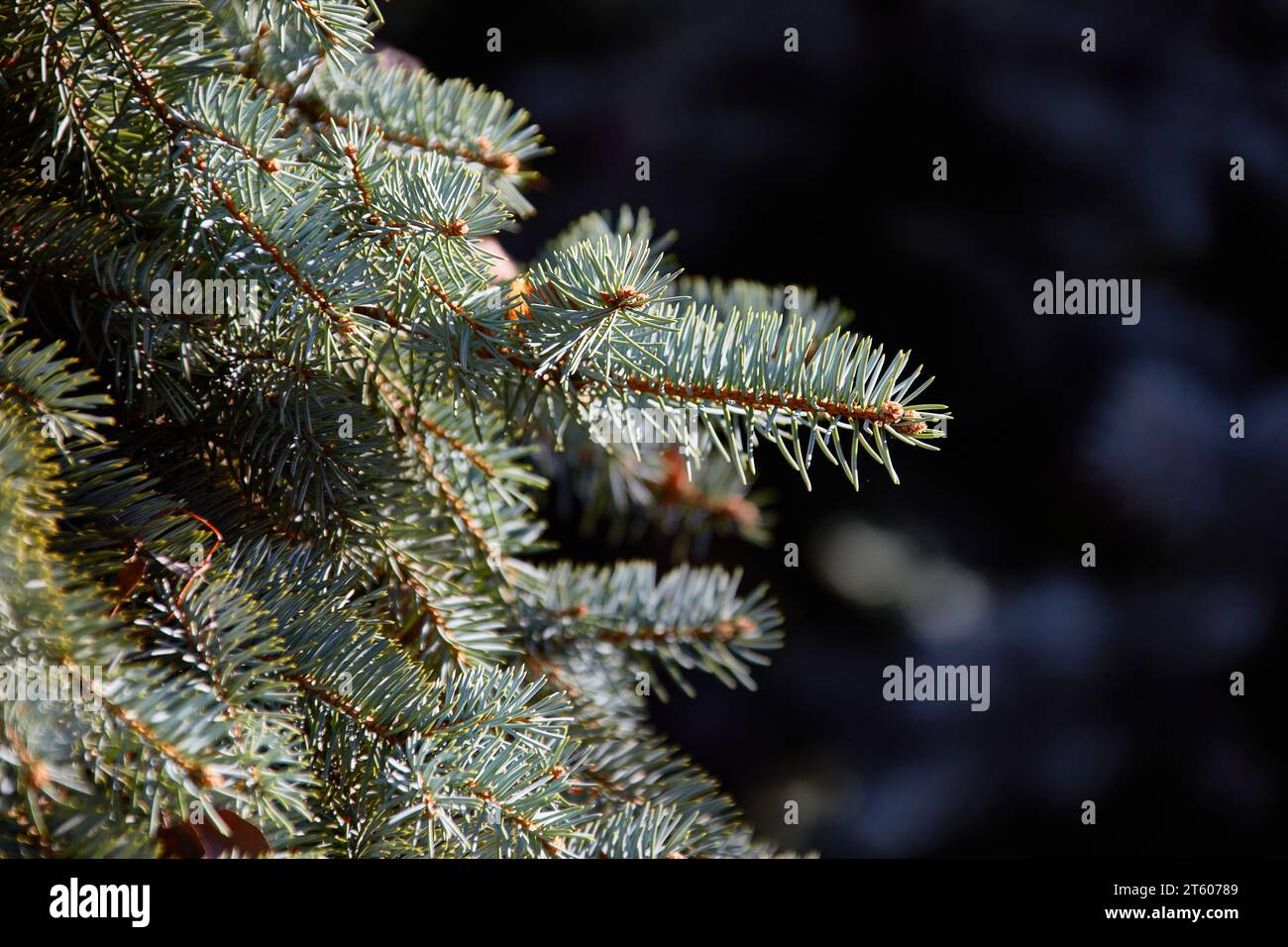 Image of a blue spruce branch in a city park Stock Photo