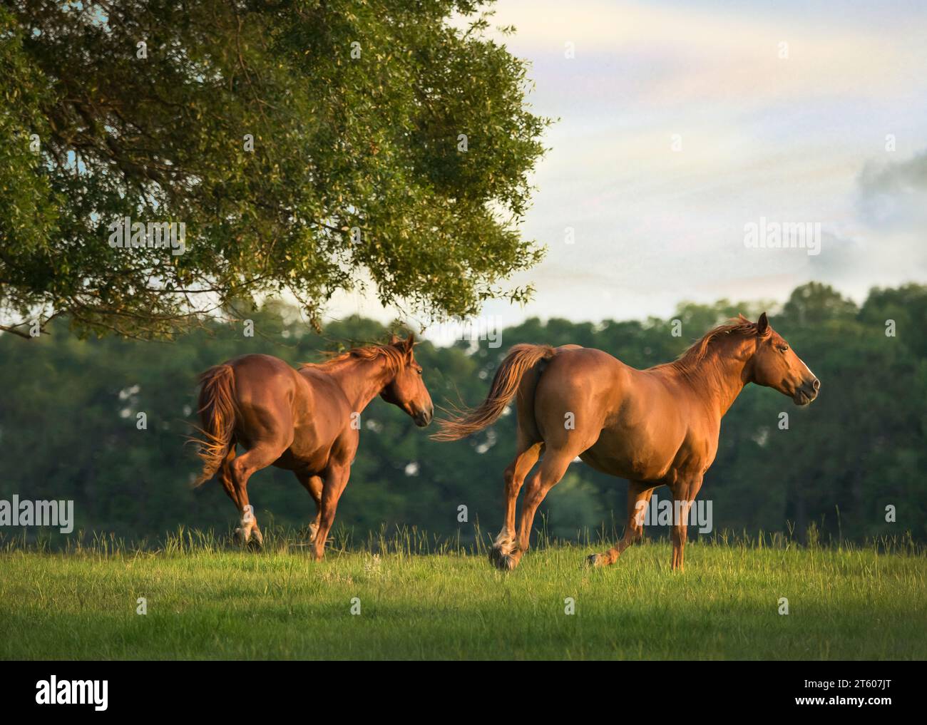 Quarter Horses run across grass paddock Stock Photo Alamy