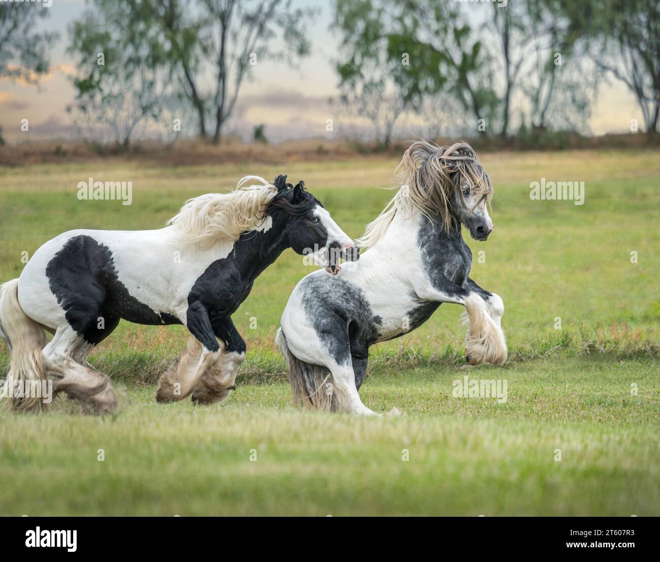 Gypsy Vanner Horse stallion buddies romp and play Stock Photo