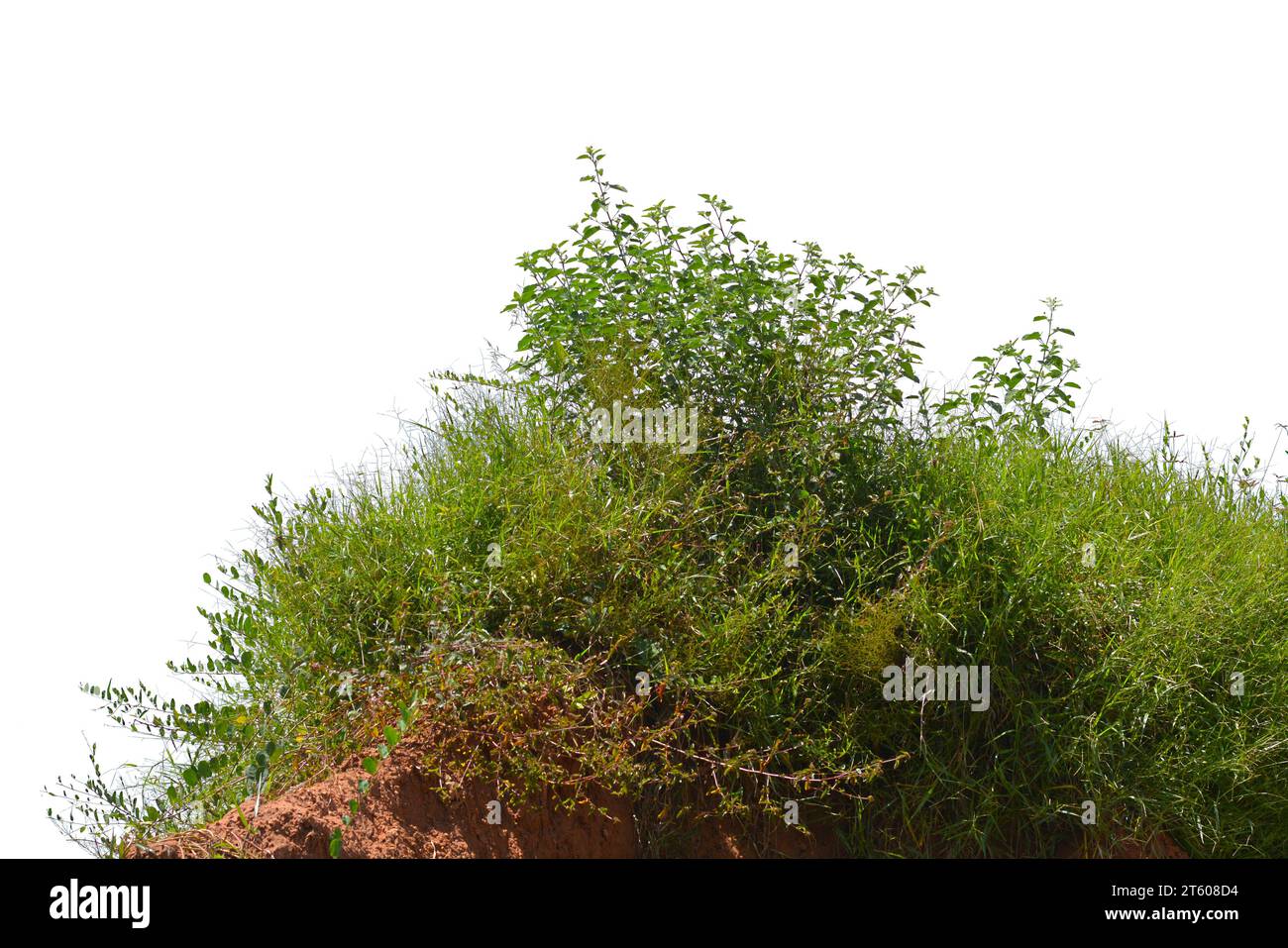 Grass isolated on white background Stock Photo - Alamy