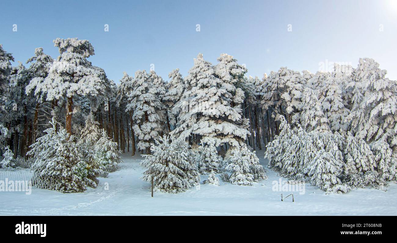 Photography of snowy forest in winter. cold mountain scene Stock Photo