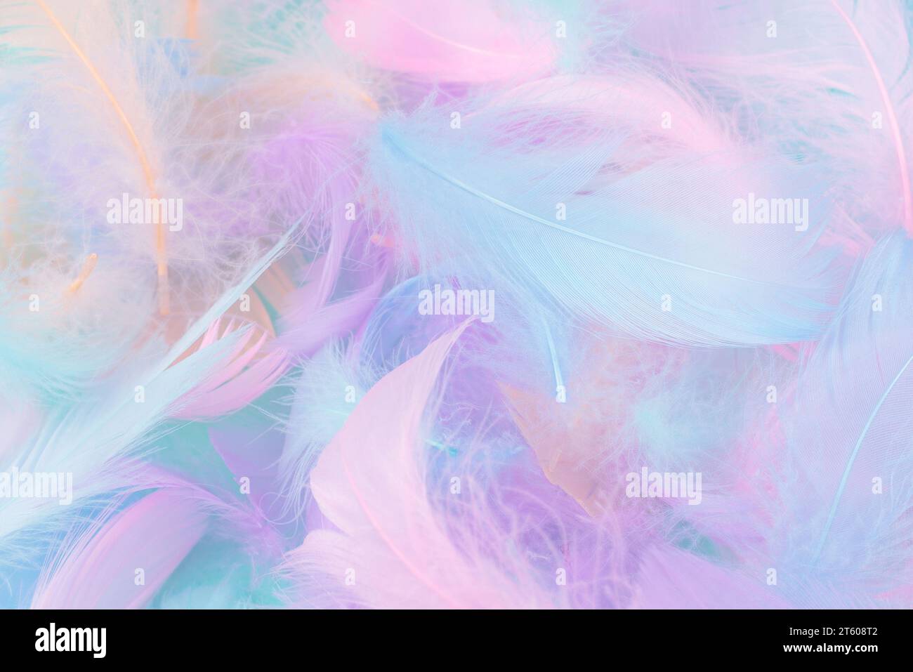 Colorful feather on mint background, top view. Stock Photo