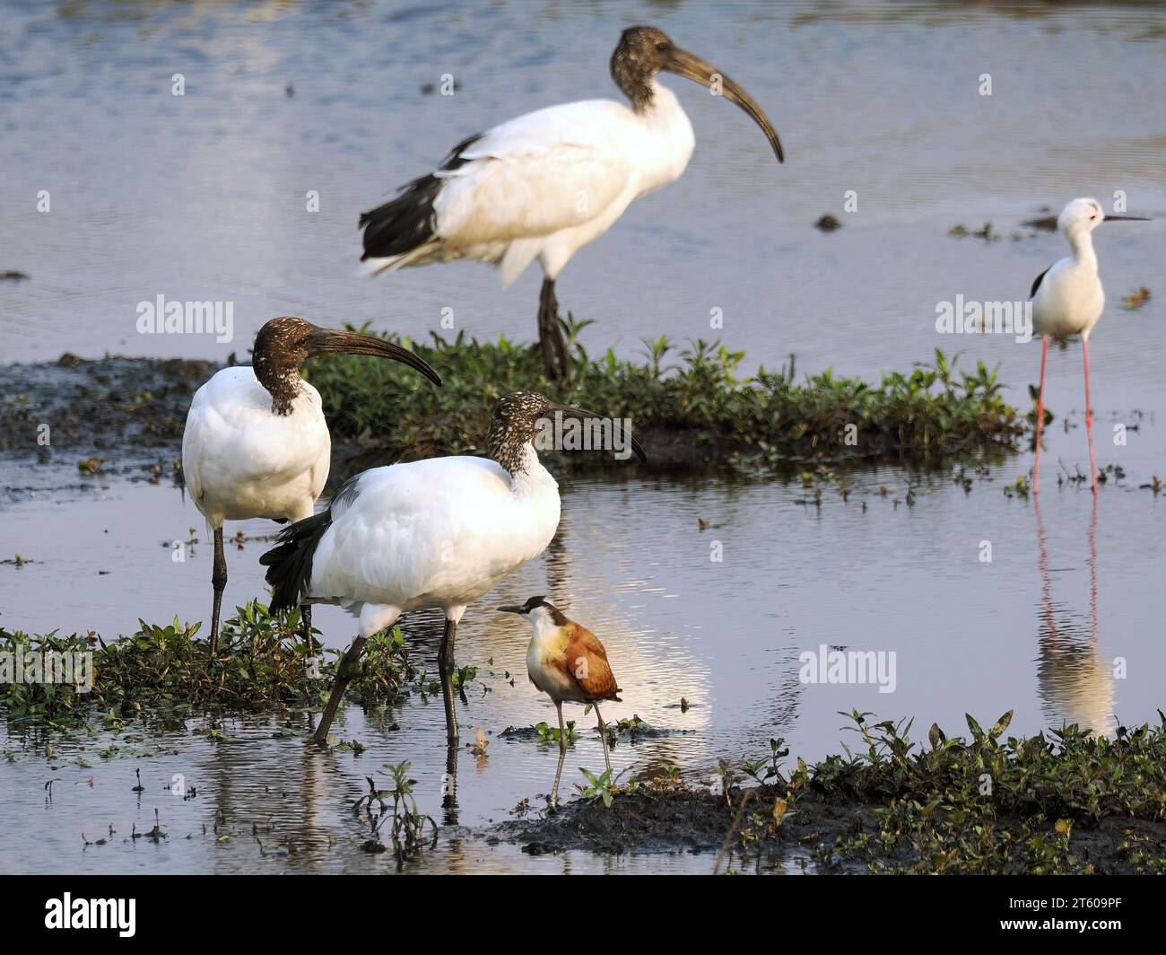 Egyiptomi ibisz hi-res stock photography and images - Alamy
