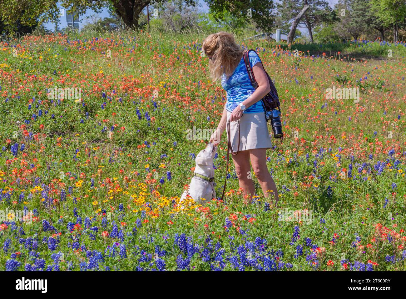 Zoe's (Labrador puppy) first Bluebonnets and Wildflowers outing at Old Baylor College park in Independence, Texas. Stock Photo