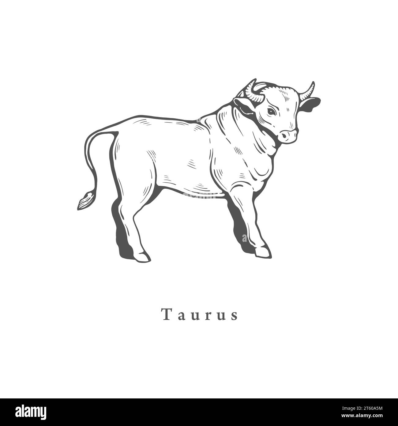 Taurus zodiac signs Black and White Stock Photos & Images Alamy
