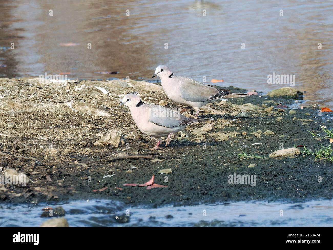 Tourterelle du cap hires stock photography and images Alamy