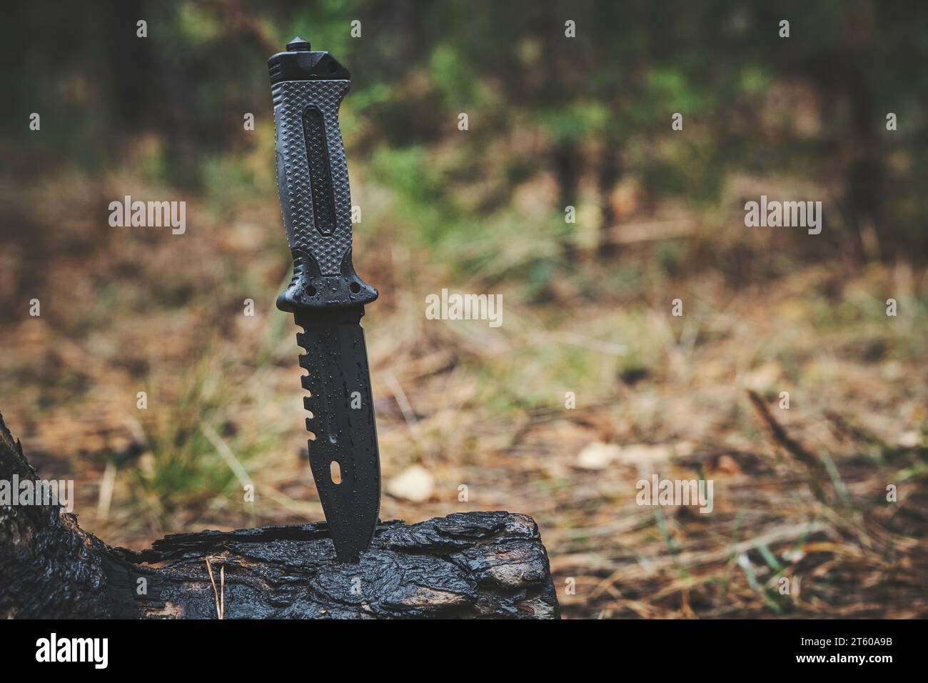 Wet, military tactical knife is stuck trunk fallen burnt tree in the