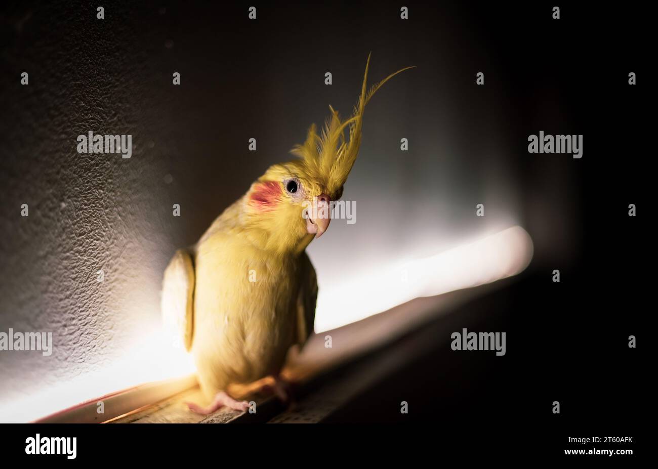 Portrait of a Cockatiel Bird sitting beside wall with back light Stock Photo