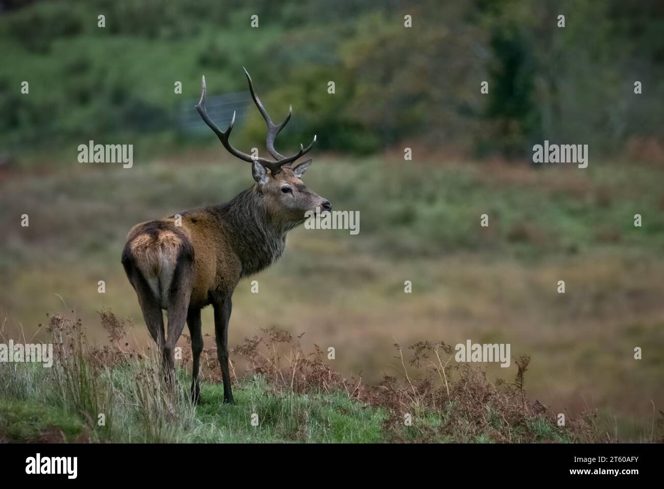 Red deer stag (Cervus elaphus) at Caim, Ardnamurchan, Scotland, UK. Stock Photo