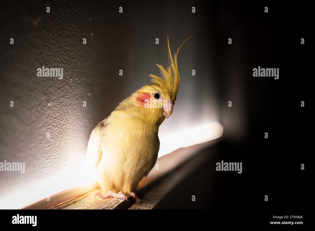 Portrait of a Cockatiel Bird sitting beside wall with back light Stock Photo
