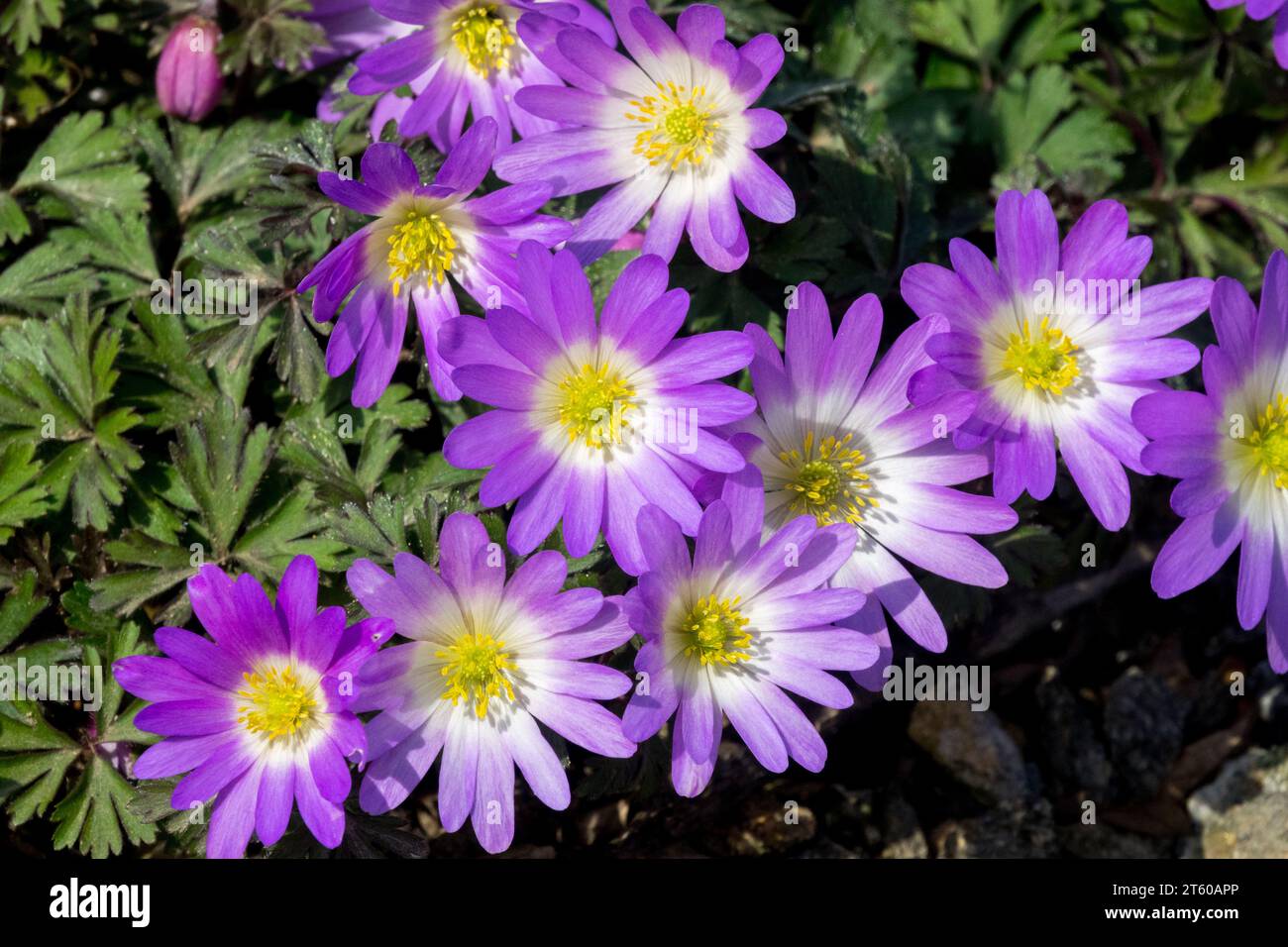 Spring, Season, Flowers, Purple, flowering, plants, Anemone blanda 'Charmer' Stock Photo