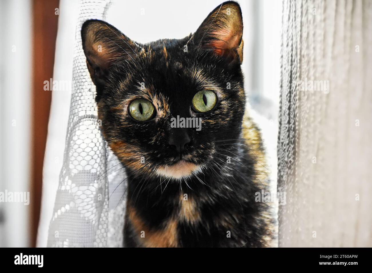 Close-up Portrait of Adorable Brown Domestic Cat, Curious Looking in Camera.  Selective focus, Front View Stock Photo